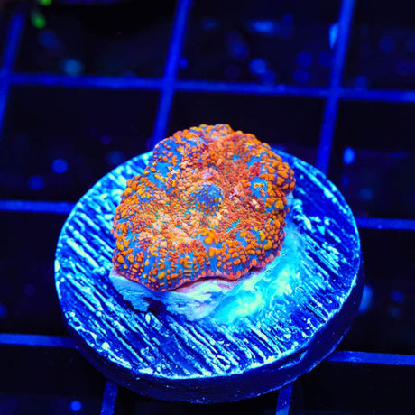TSA Awesome Sauce Rhodactis Mushroom Coral