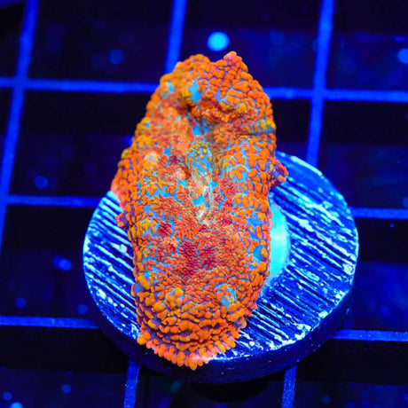 TSA Awesome Sauce Rhodactis Mushroom Coral