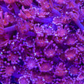 TSA Axl Rose Alveopora Coral