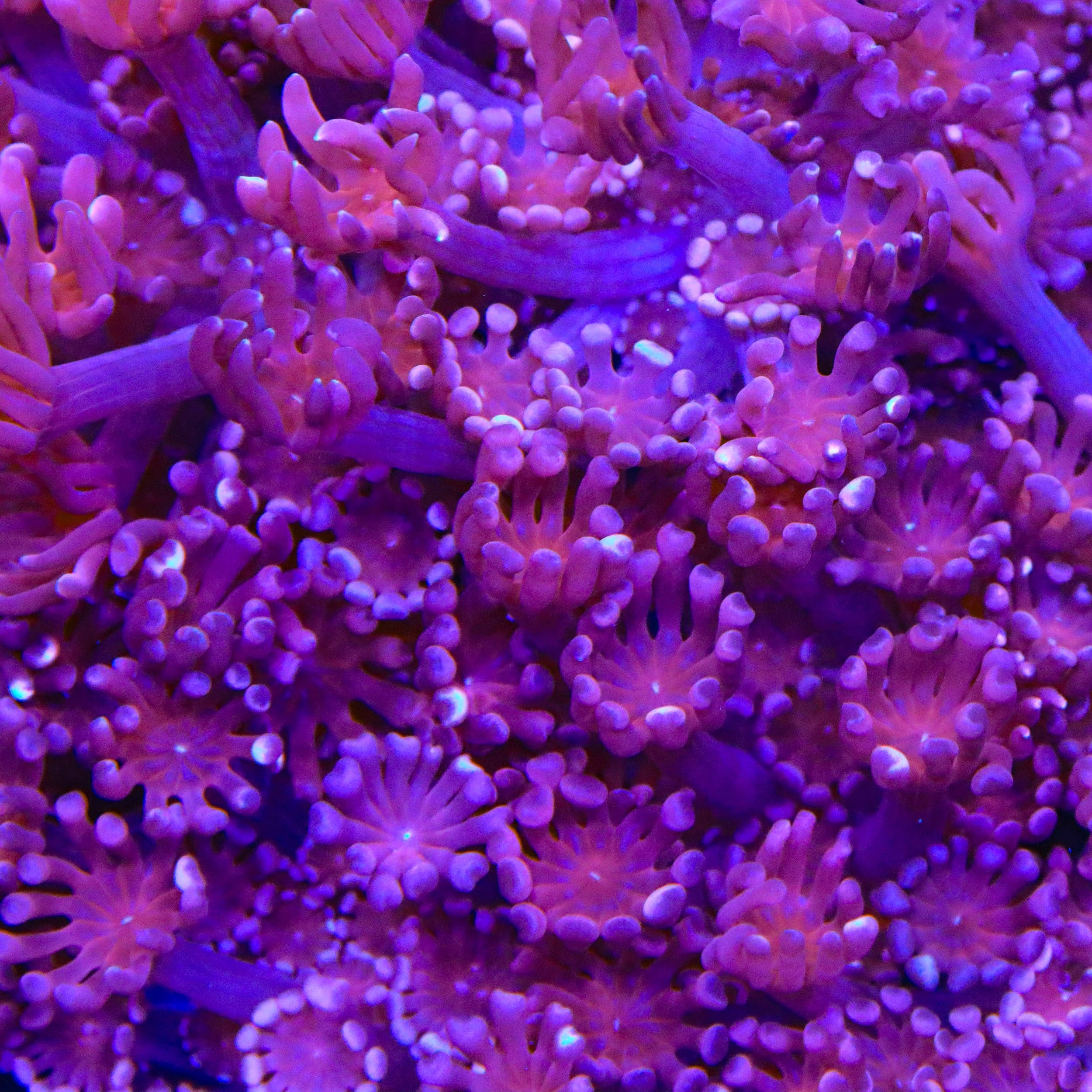 TSA Axl Rose Alveopora Coral – Top Shelf Aquatics