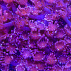 TSA Axl Rose Alveopora Coral