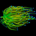 TSA Baby Grail Torch Coral