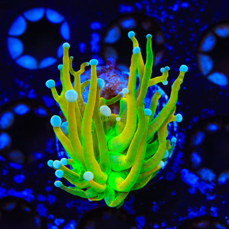 TSA Baby Grail Torch Coral