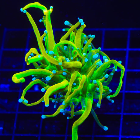 TSA Baby Grail Torch Coral