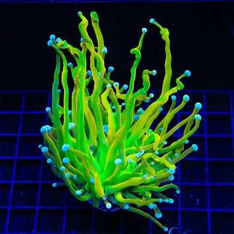 TSA Baby Grail Torch Coral