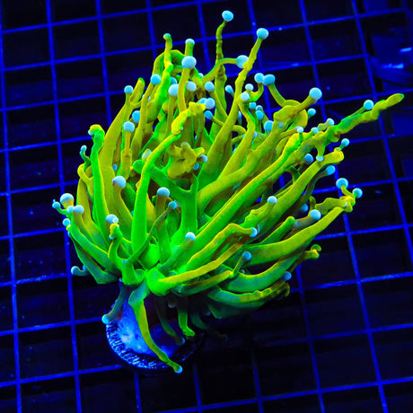TSA Baby Grail Torch Coral