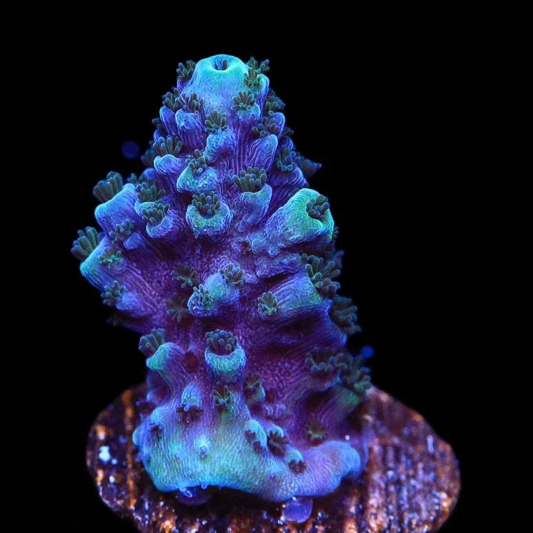 TSA Bali Blue Slimer Acropora Coral