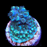 TSA Bali Blue Slimer Acropora Coral