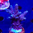 TSA Bali Blue Slimer Acropora Coral