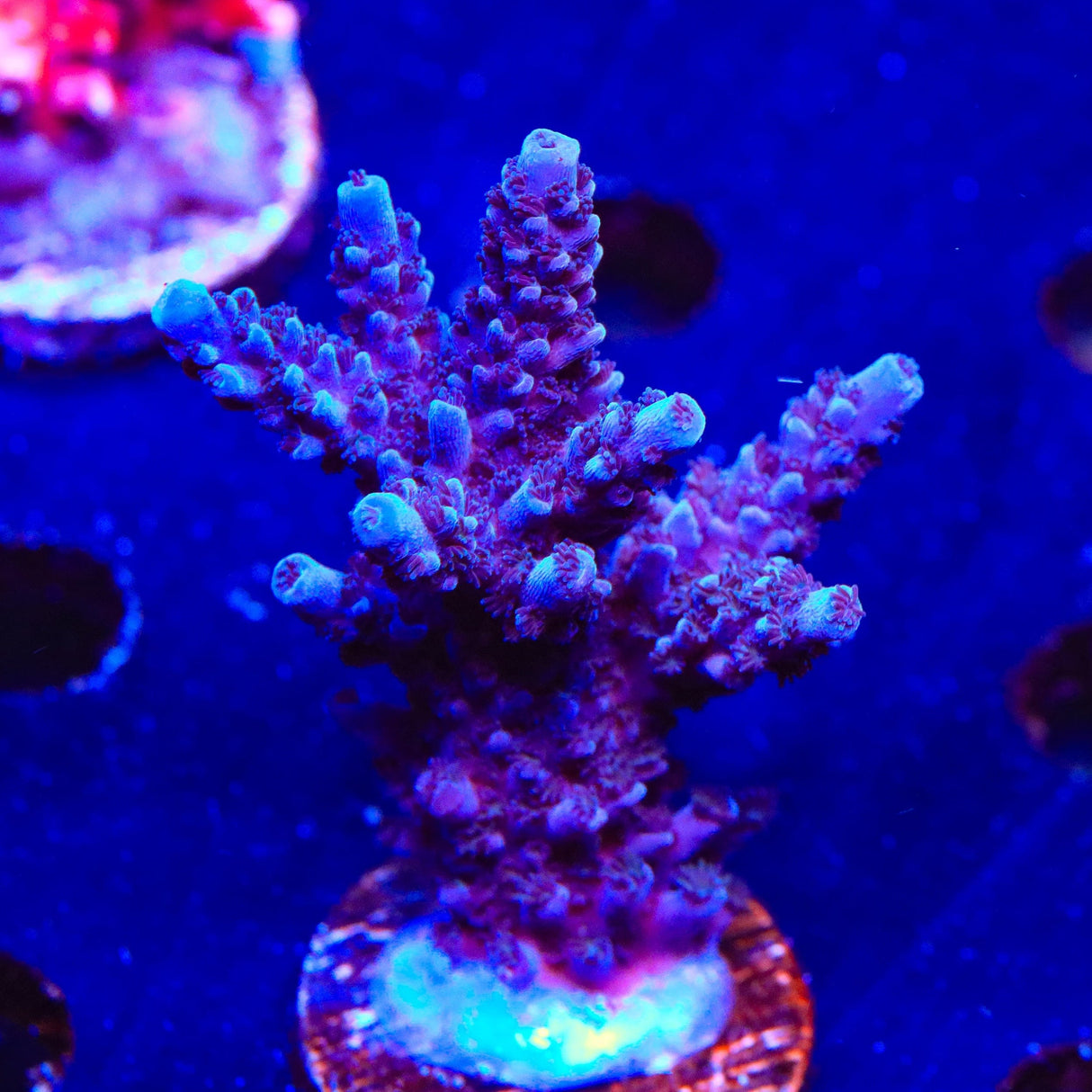 TSA Bali Blue Slimer Acropora Coral