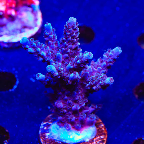 TSA Bali Blue Slimer Acropora Coral