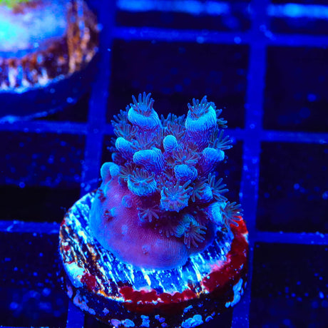 TSA Bali Blue Slimer Acropora Coral