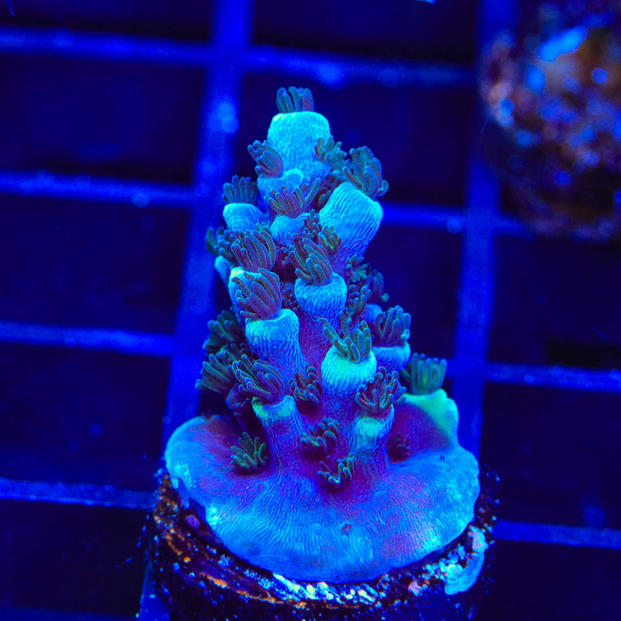 TSA Bali Blue Slimer Acropora Coral