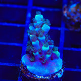 TSA Bali Blue Slimer Acropora Coral