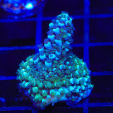 TSA Bali Blue Slimer Acropora Coral