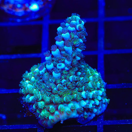 TSA Bali Blue Slimer Acropora Coral