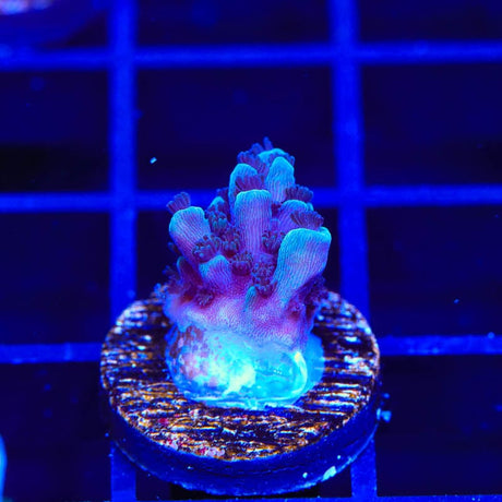TSA Bali Blue Slimer Acropora Coral