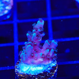 TSA Bali Blue Slimer Acropora Coral