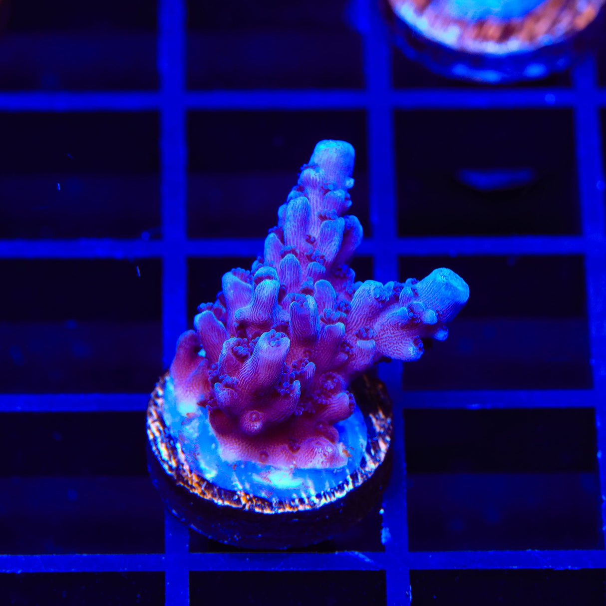 TSA Bali Blue Slimer Acropora Coral