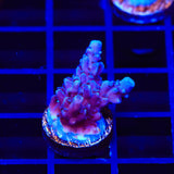 TSA Bali Blue Slimer Acropora Coral