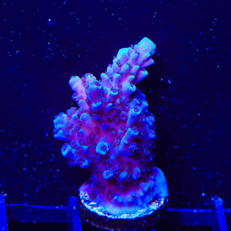 TSA Bali Blue Slimer Acropora Coral