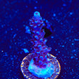 TSA Bali Blue Slimer Acropora Coral