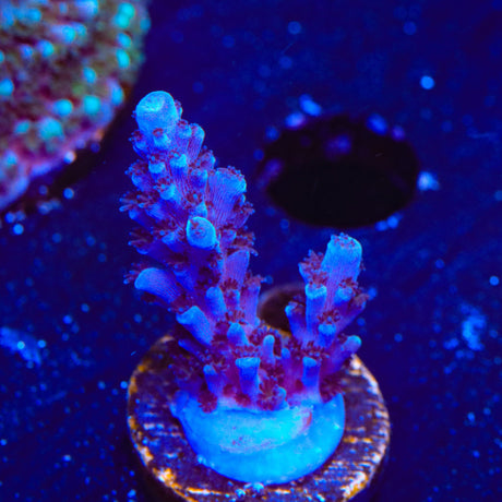 TSA Bali Blue Slimer Acropora Coral