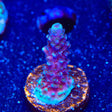 TSA Bali Blue Slimer Acropora Coral