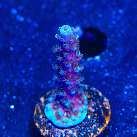 TSA Bali Blue Slimer Acropora Coral