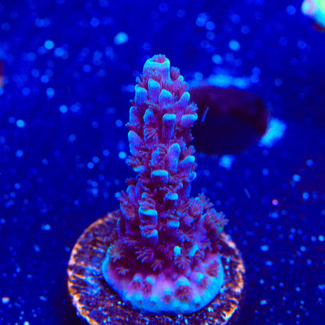 TSA Bali Blue Slimer Acropora Coral