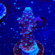 TSA Bali Blue Slimer Acropora Coral