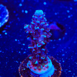 TSA Bali Blue Slimer Acropora Coral