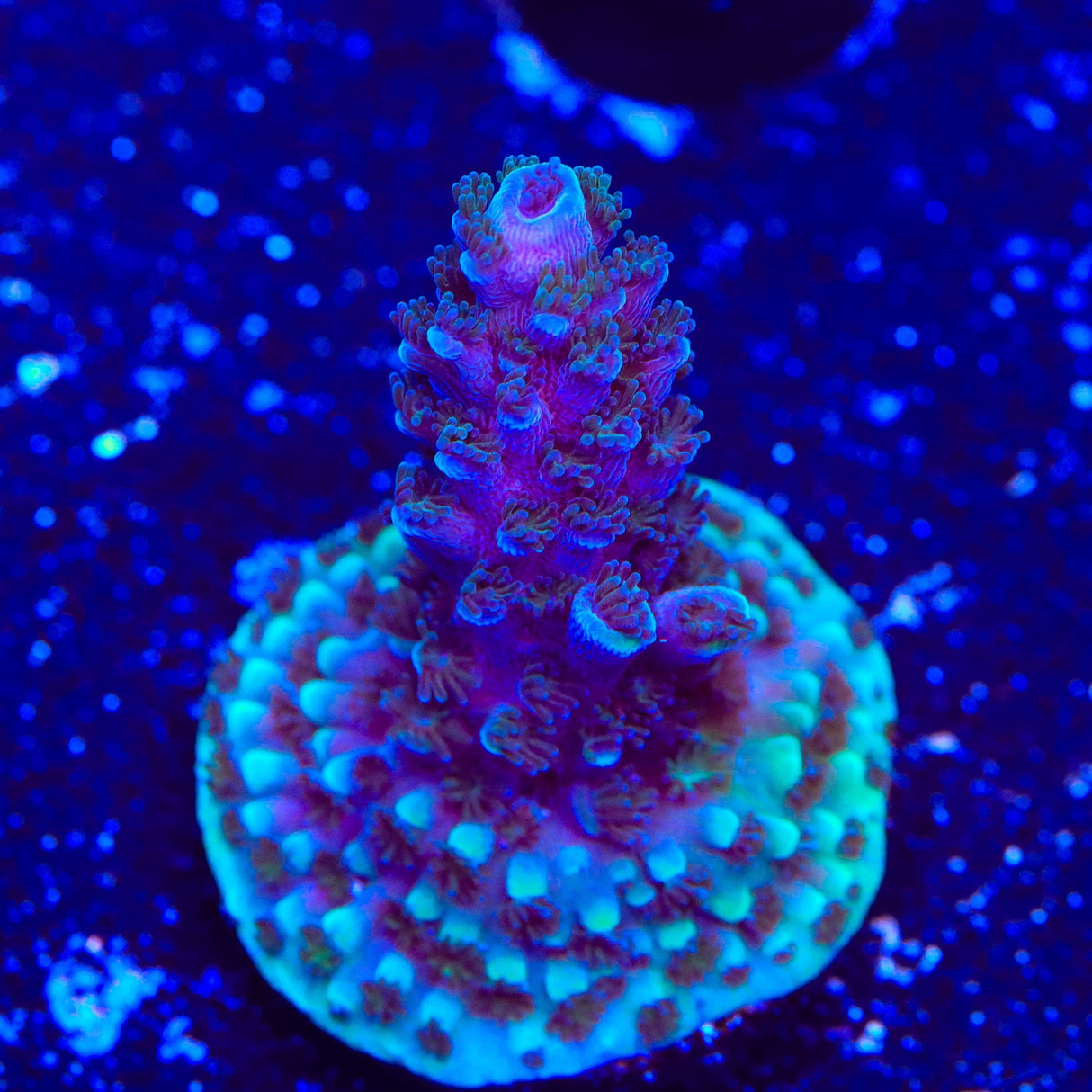 TSA Bali Blue Slimer Acropora Coral