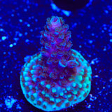 TSA Bali Blue Slimer Acropora Coral