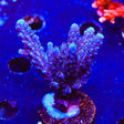 TSA Bali Blue Slimer Acropora XL Frag Coral