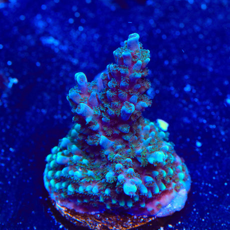 TSA Bali Blue Slimer Acropora XL Frag Coral
