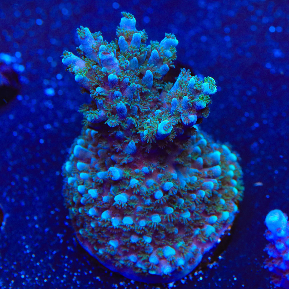 TSA Bali Blue Slimer Acropora XL Frag Coral