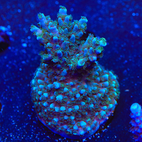 TSA Bali Blue Slimer Acropora XL Frag Coral
