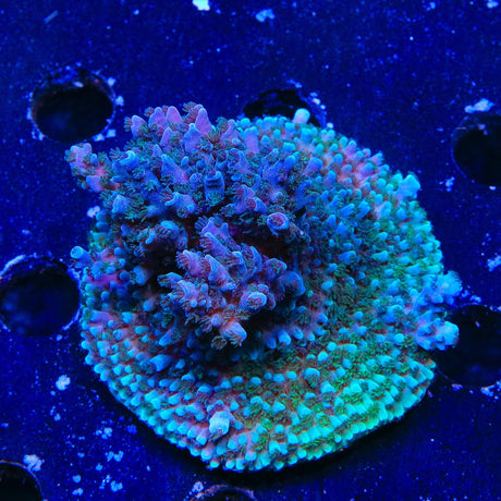 TSA Bali Blue Slimer Acropora XL Frag Coral