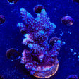 TSA Bali Blue Slimer Acropora XL Frag Coral