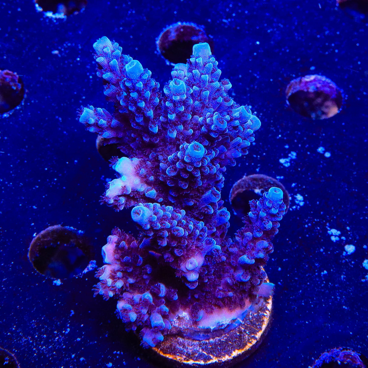 TSA Bali Blue Slimer Acropora XL Frag Coral