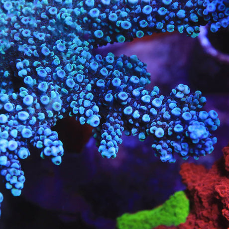 TSA Bali Blue Slimer Acropora XL Frag Coral