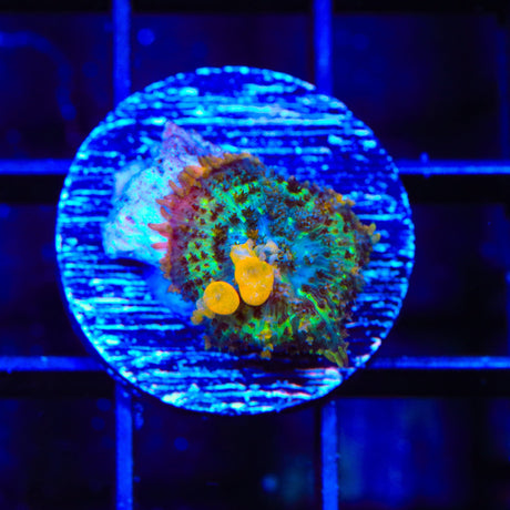 TSA Ballon Boy Bounce Mushroom Coral