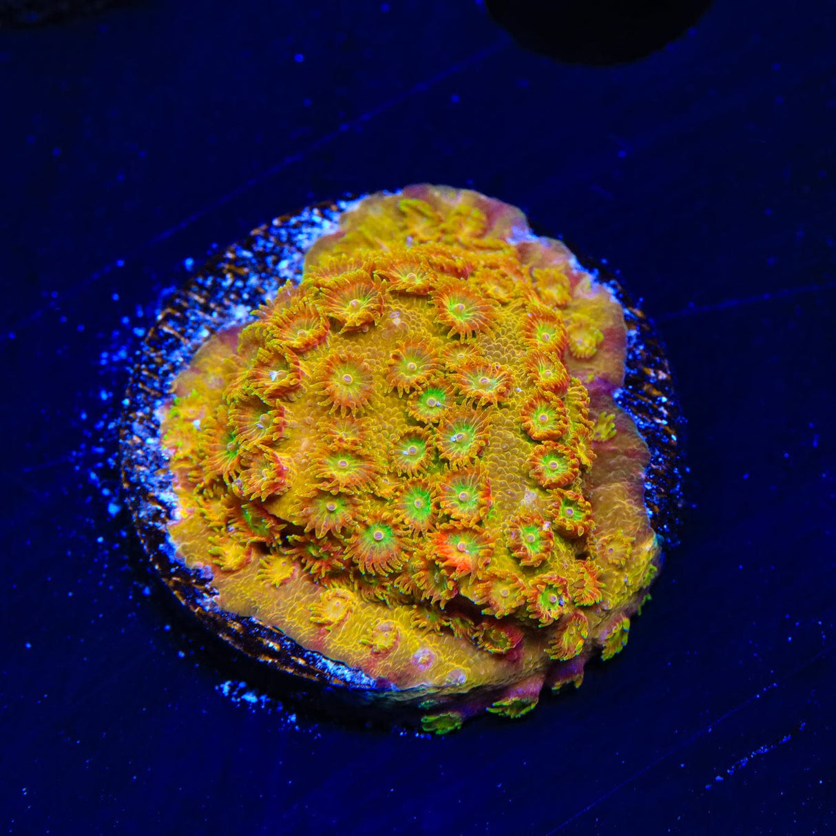 TSA Banana Boat Cyphastrea Coral