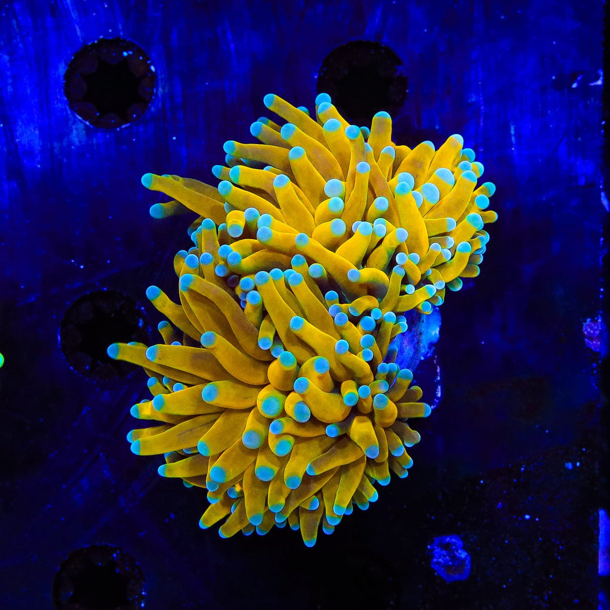 TSA Banana Boat Torch Coral