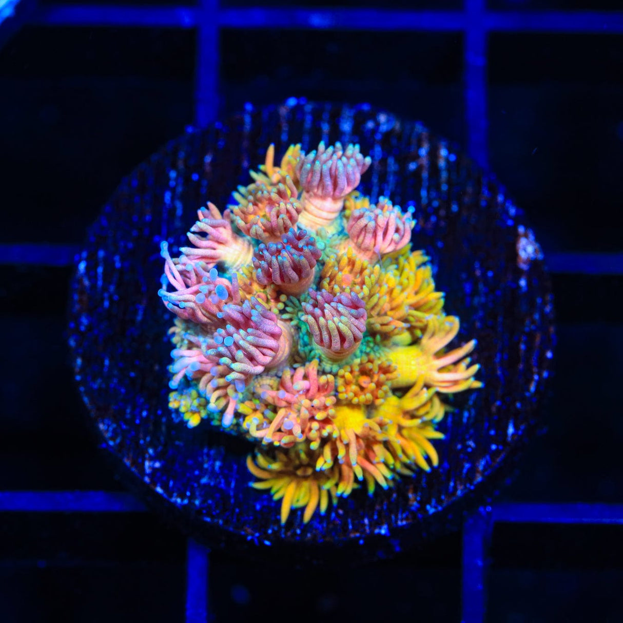 TSA Banana Pie Goniopora Coral