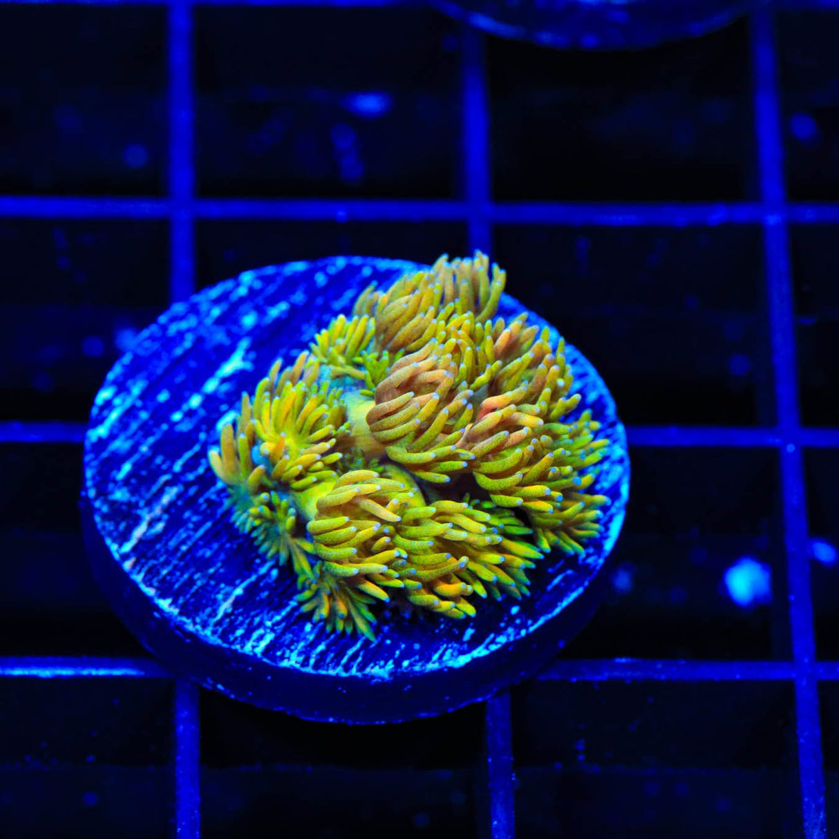 TSA Banana Pie Goniopora Coral