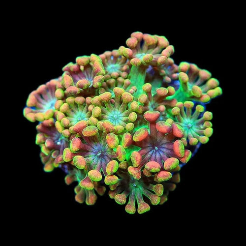 TSA Bangarang Alveopora Coral