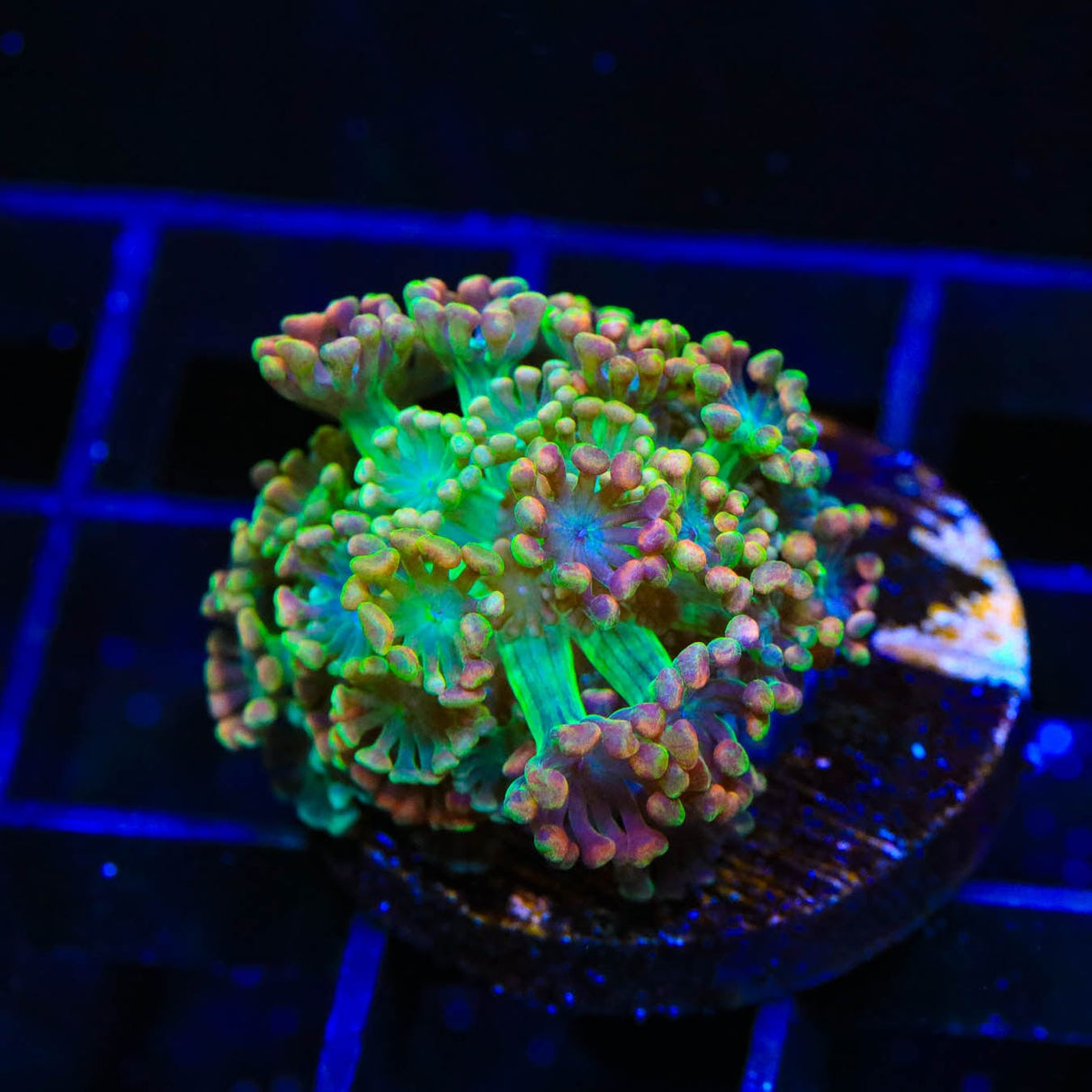 TSA Bangarang Alveopora Coral