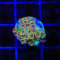 TSA Bangarang Alveopora Coral